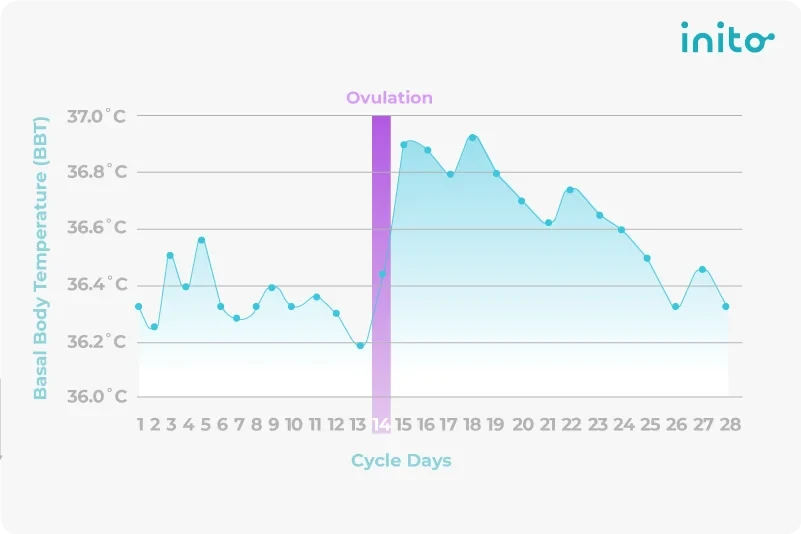 Basal body temperature during the menstrual cycle