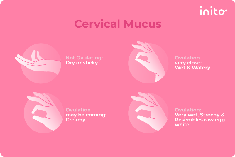 cervical mucus watery