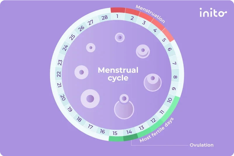 Menstrual cycle