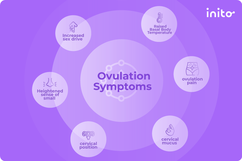 Ovulation symptoms