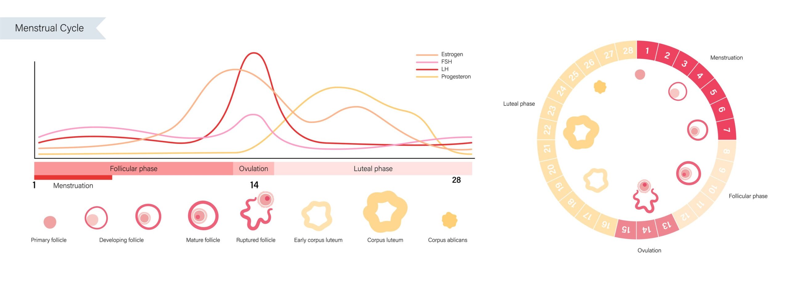 Progesterone And Ovulation