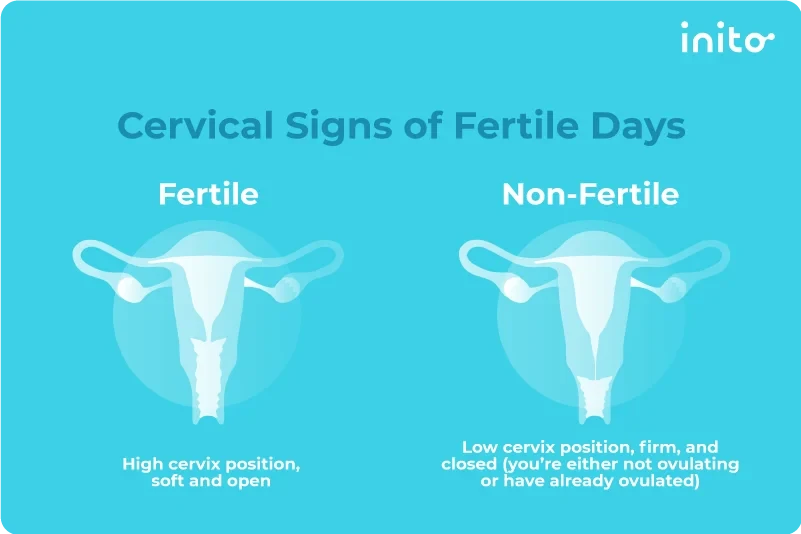 Cervical position during fertile and non-fertile days