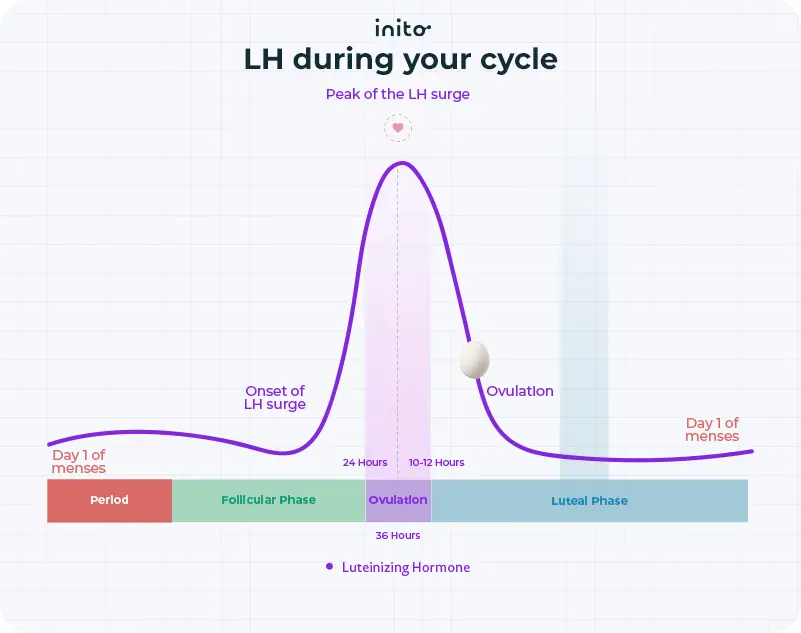 LH surge and ovulation