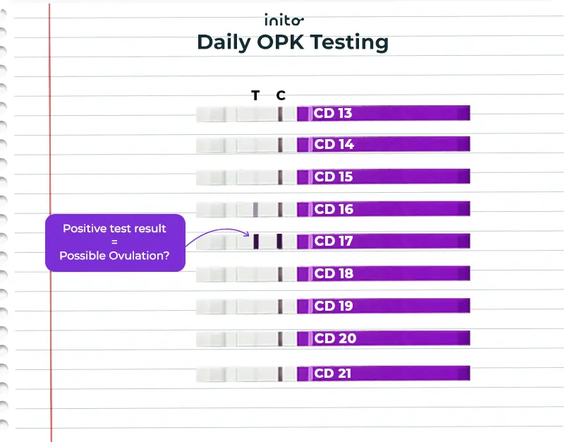 Daily OPK Testing Schedule