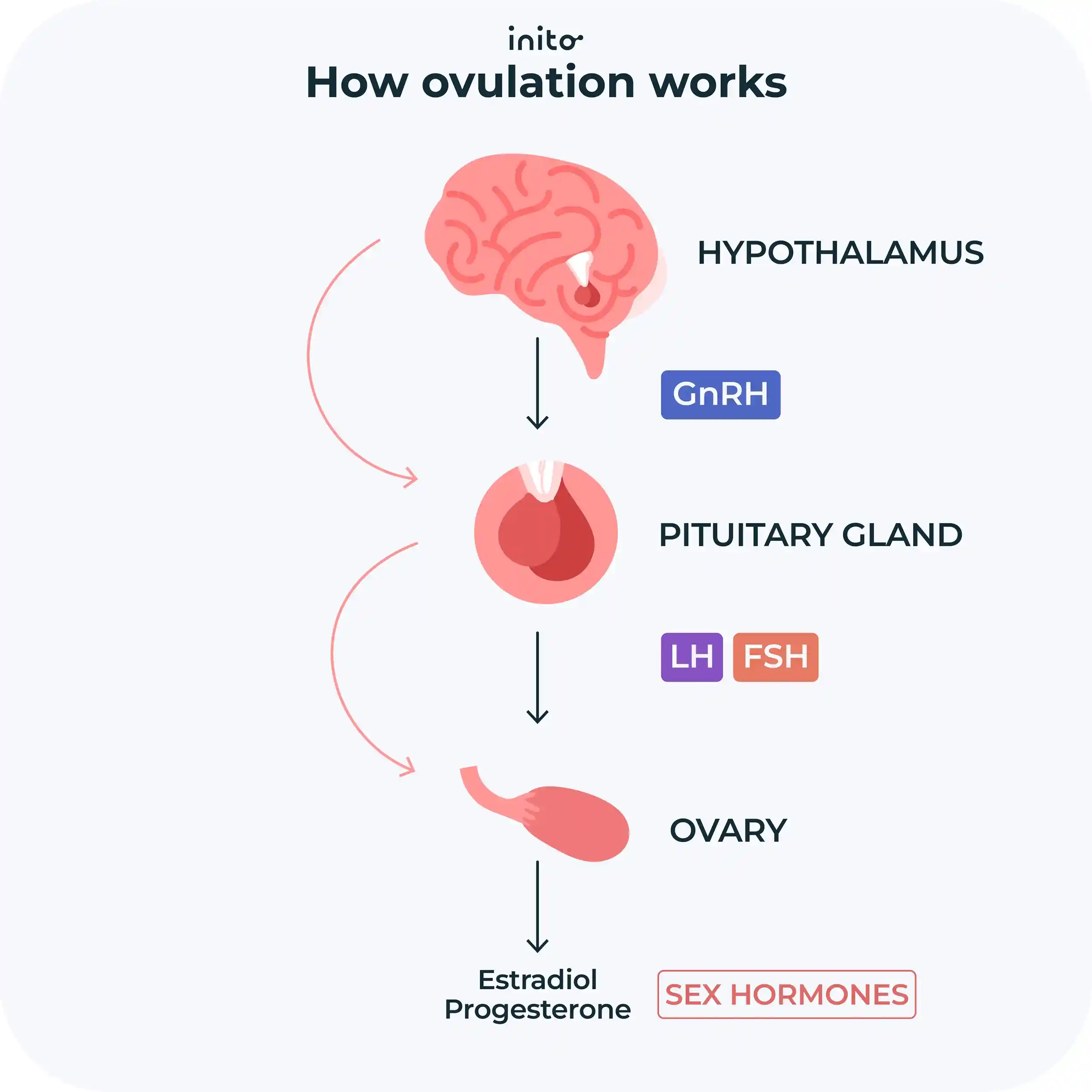 How Ovulation works