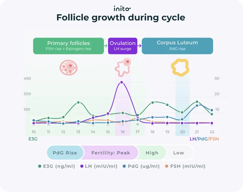 Follicle growth during ovulation cycle