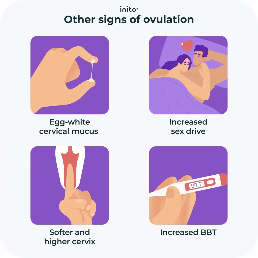 other signs of ovulation