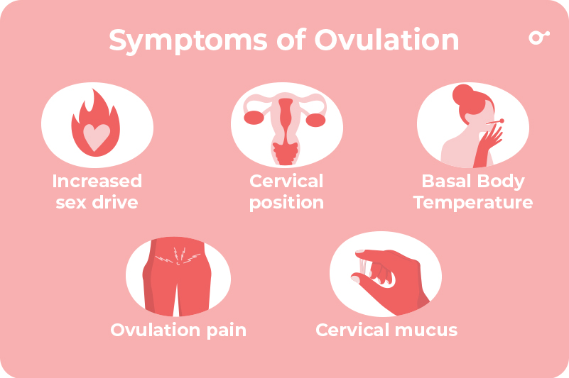 Bleeding between ovulation and period new arrivals