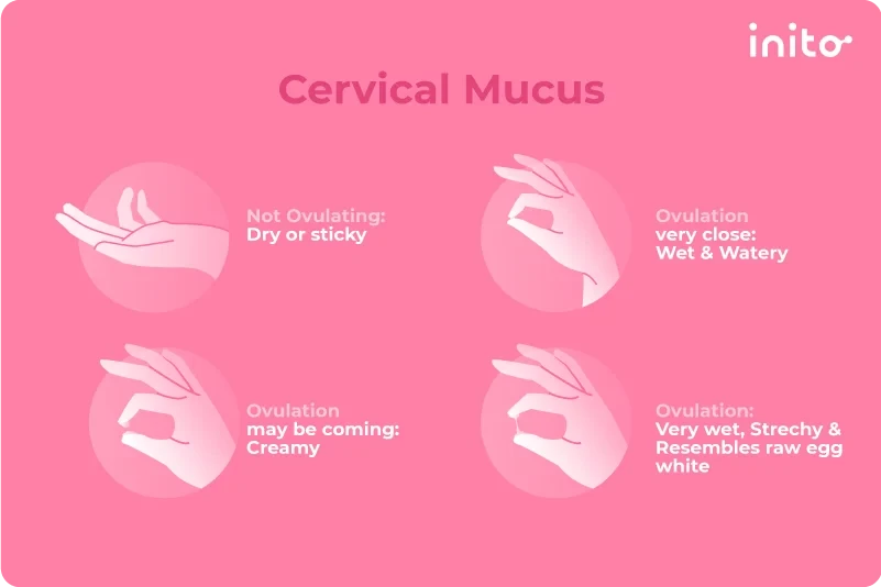 Change in cervical mucus and what it means