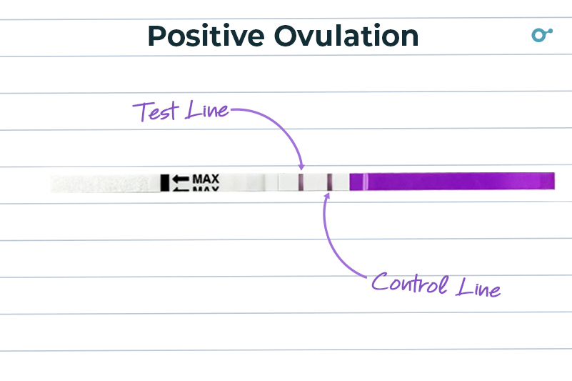 What does a faint line on an ovulation test mean? Inito