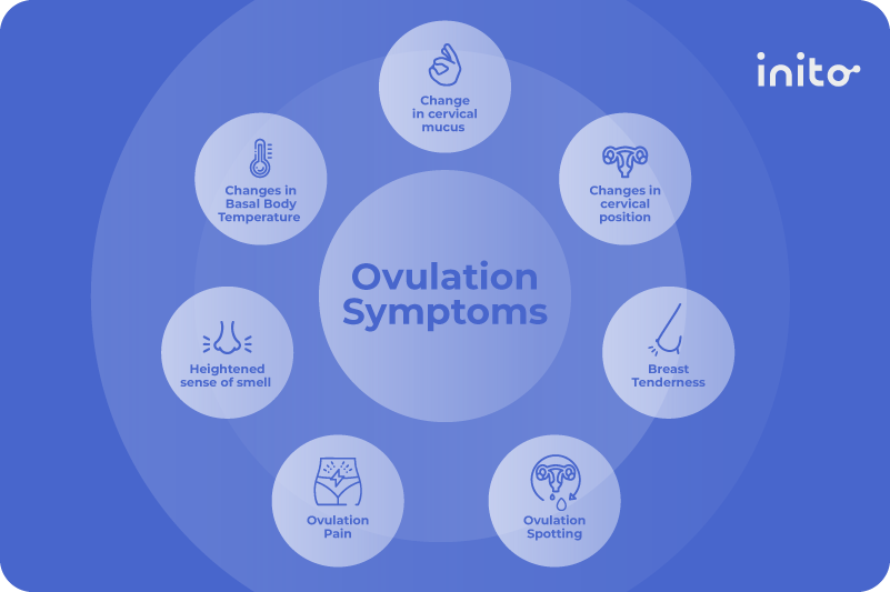 Is nausea during ovulation normal? - Inito