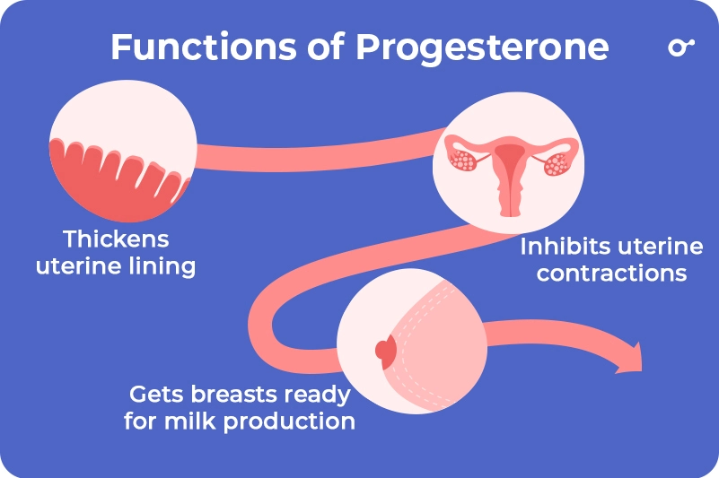 Progesterones Functions