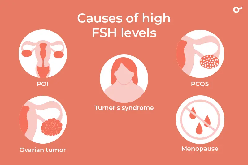 High FSH also causes problems with fertility