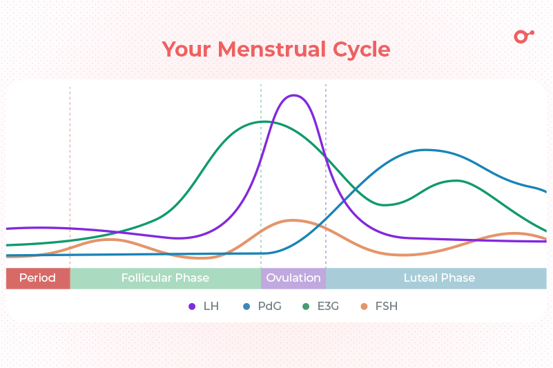 Menstruation