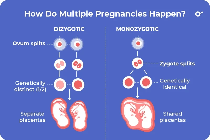 How multiple pregnancies happen