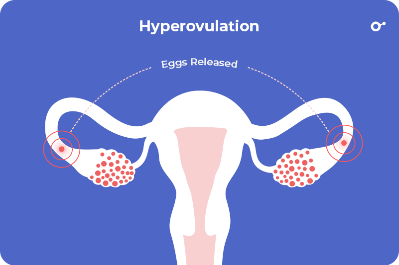 How To Release Two Eggs During Ovulation Naturally Inito