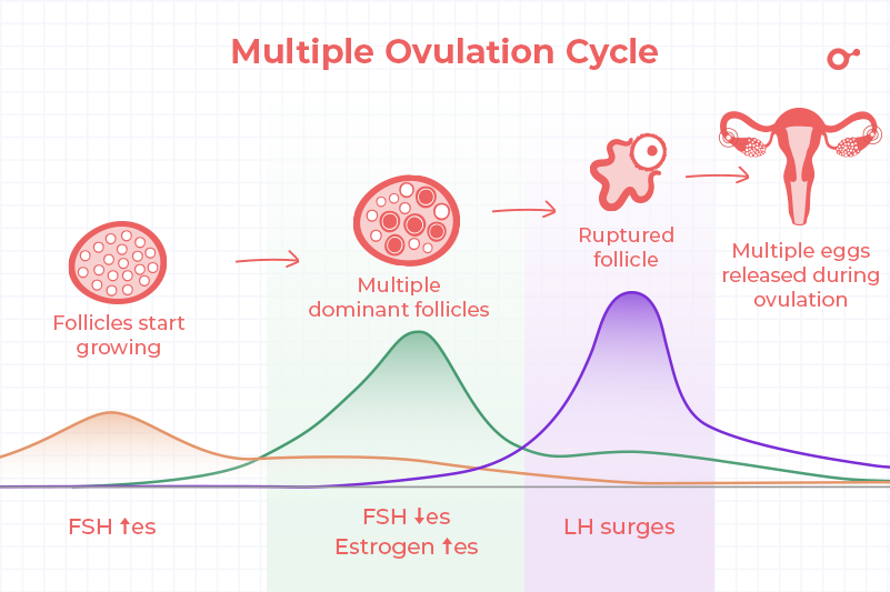 INITO_2023_Blog_Release-2eggs-during-ovulation-naturally_3A