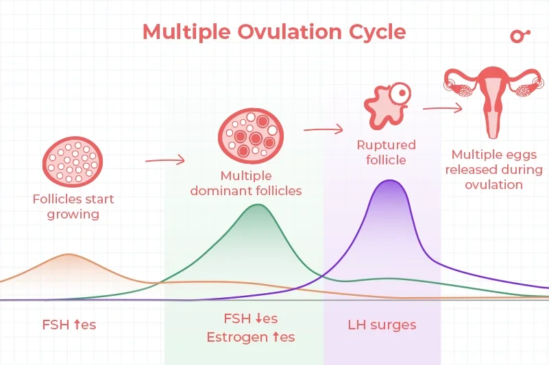 The hyperovulation cycle