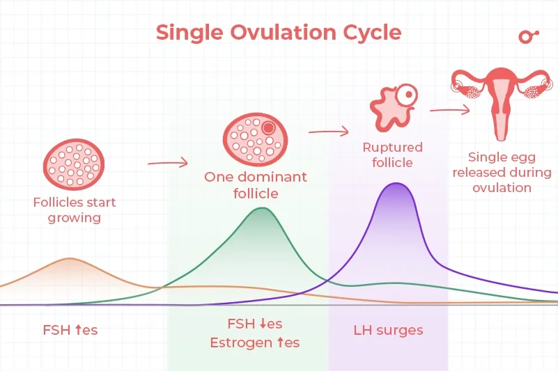 The single ovulation cycle