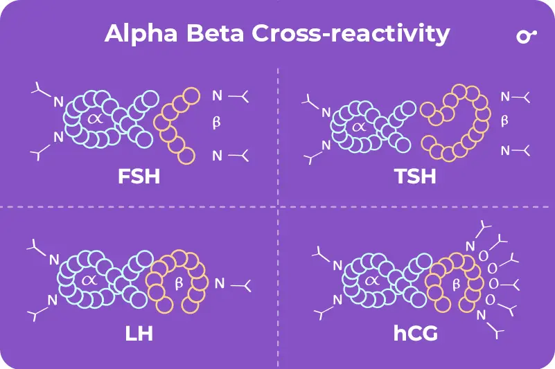 Alpha Beta Cross-reactivity