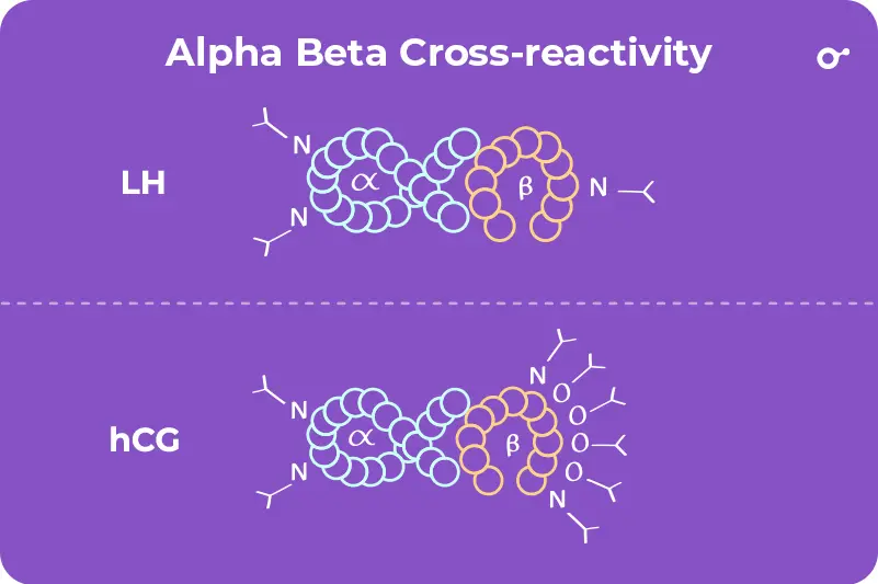 Alpha-Beta Cross-reactivity (LH and hCG)