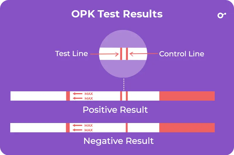 How to read OPK test results