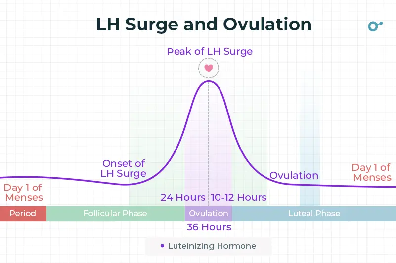 Peak of LH surge and ovulation