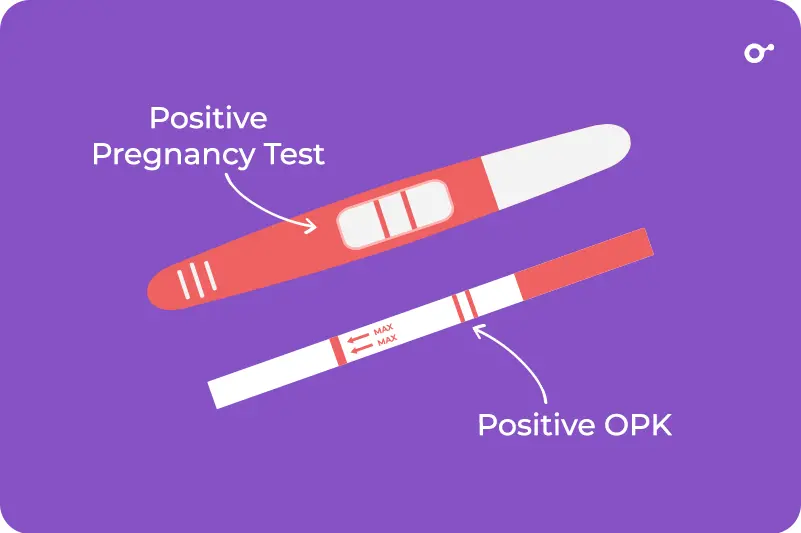 Reading pregnancy test vs. OPKs