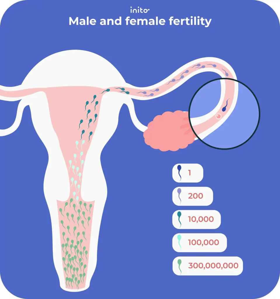 Male and Female Fertility