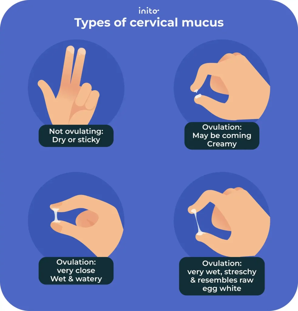 Types of cervical mucus