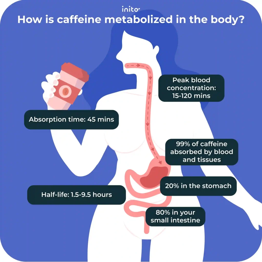 Caffeine metabolized in the body