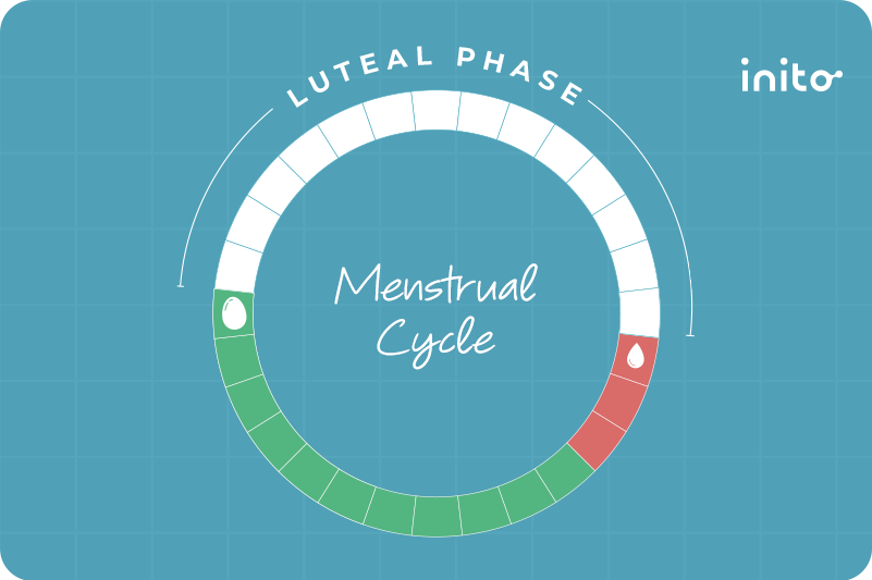 How to Lengthen the Luteal Phase? Fertility's Game-Changer! - Inito