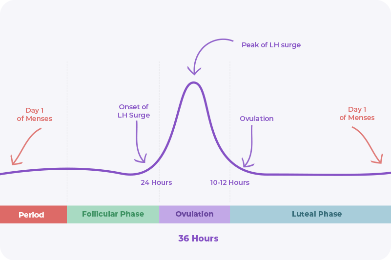 Ovulation and lh surge