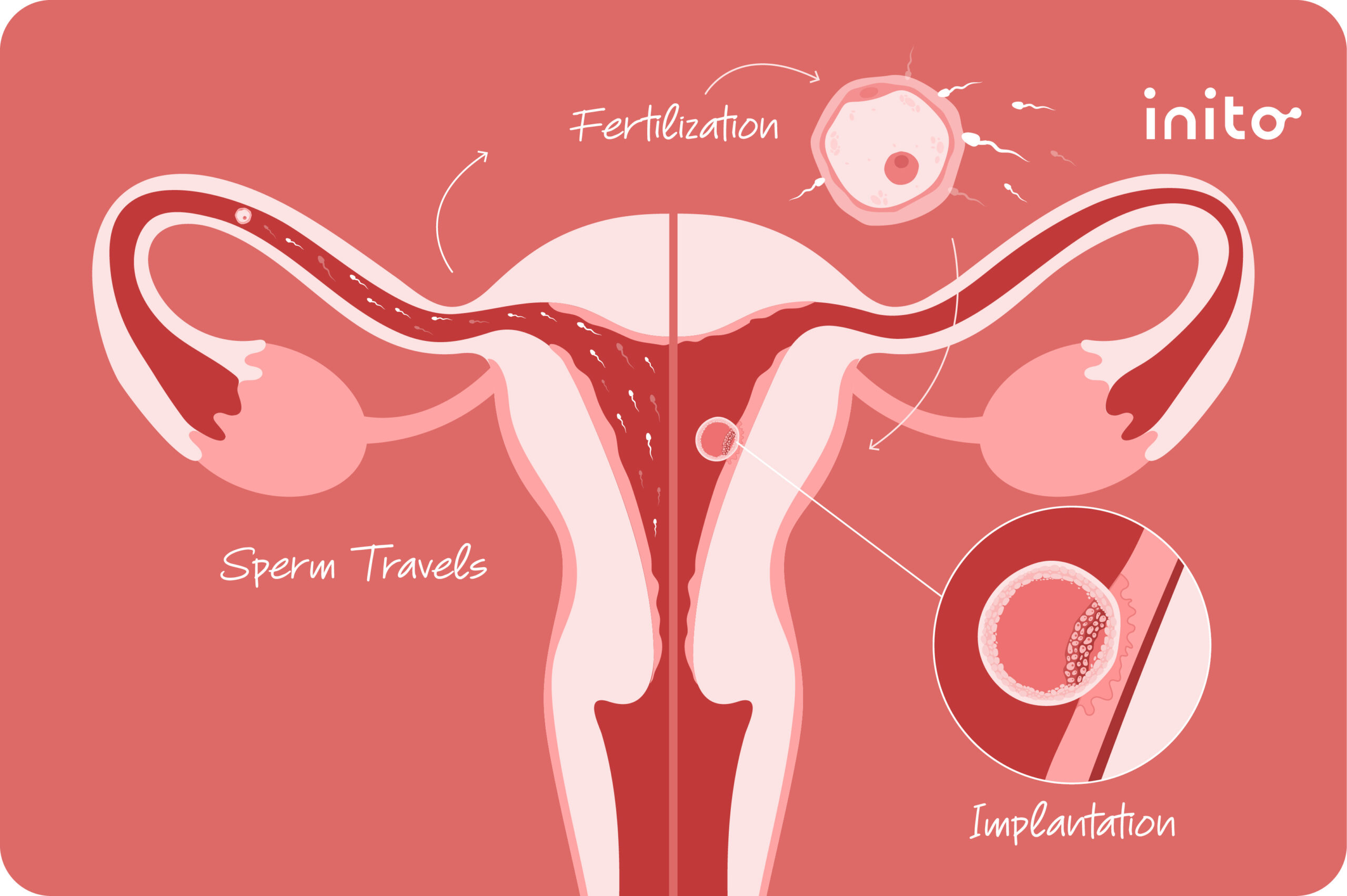 how long after sex does implantation occur