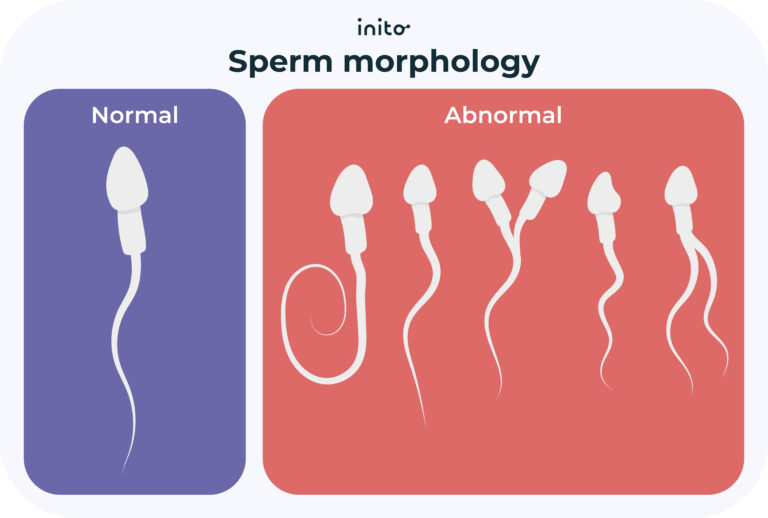 How Much Sperm Does it Take to Get Pregnant? - Inito