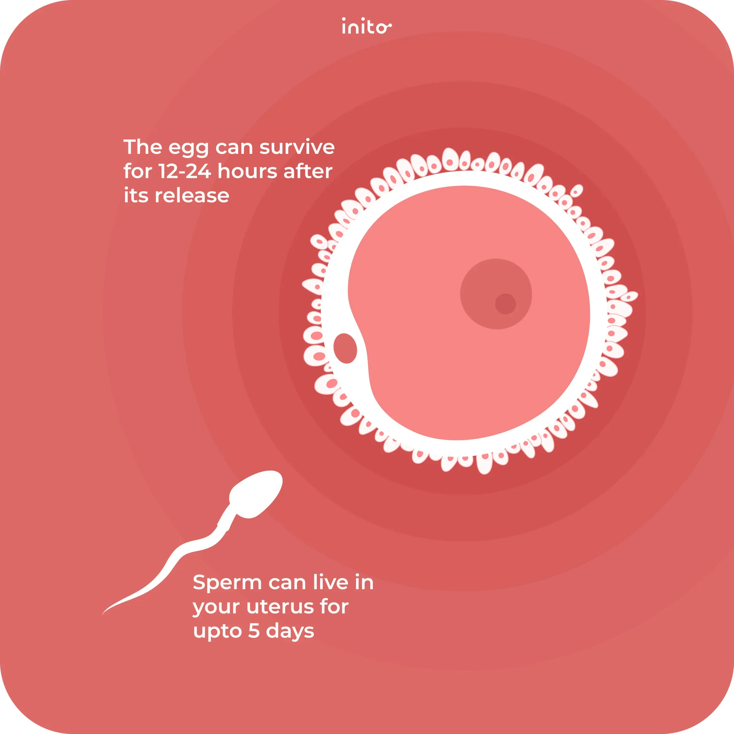 Sperm and egg survival