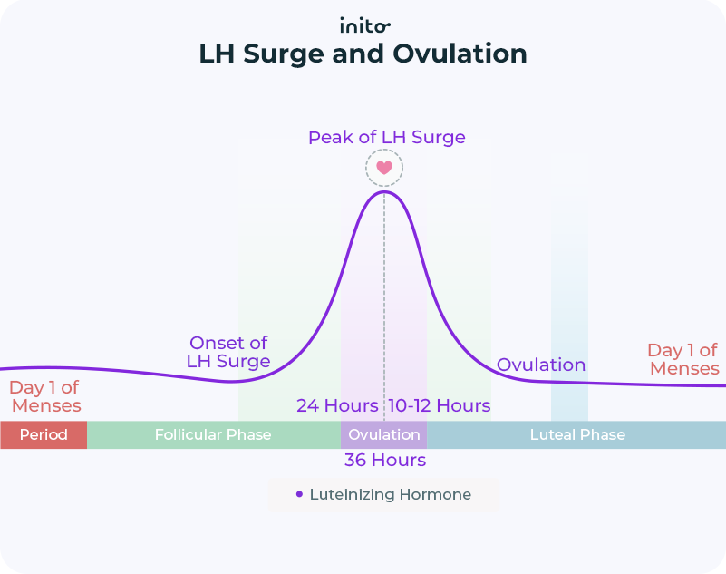 Lh surge and ovulation