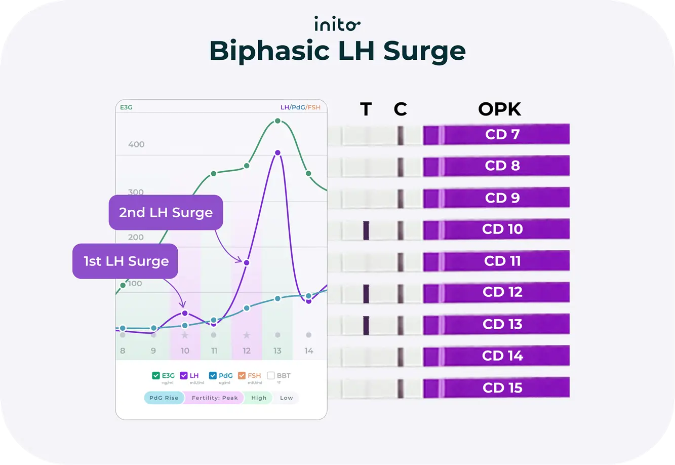 Biphasic LH Surge