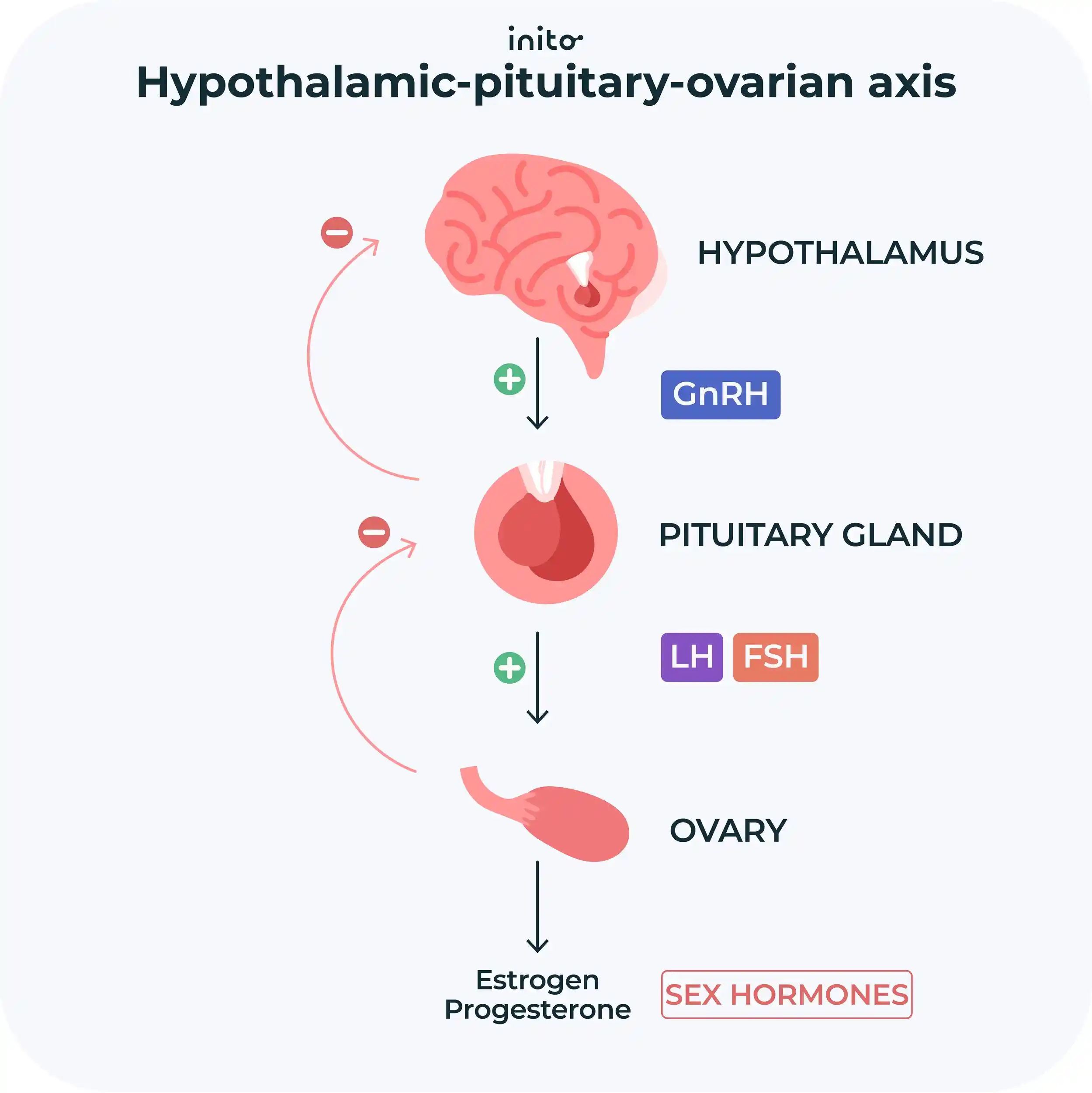 Hypothalamic pituitary ovarian axis