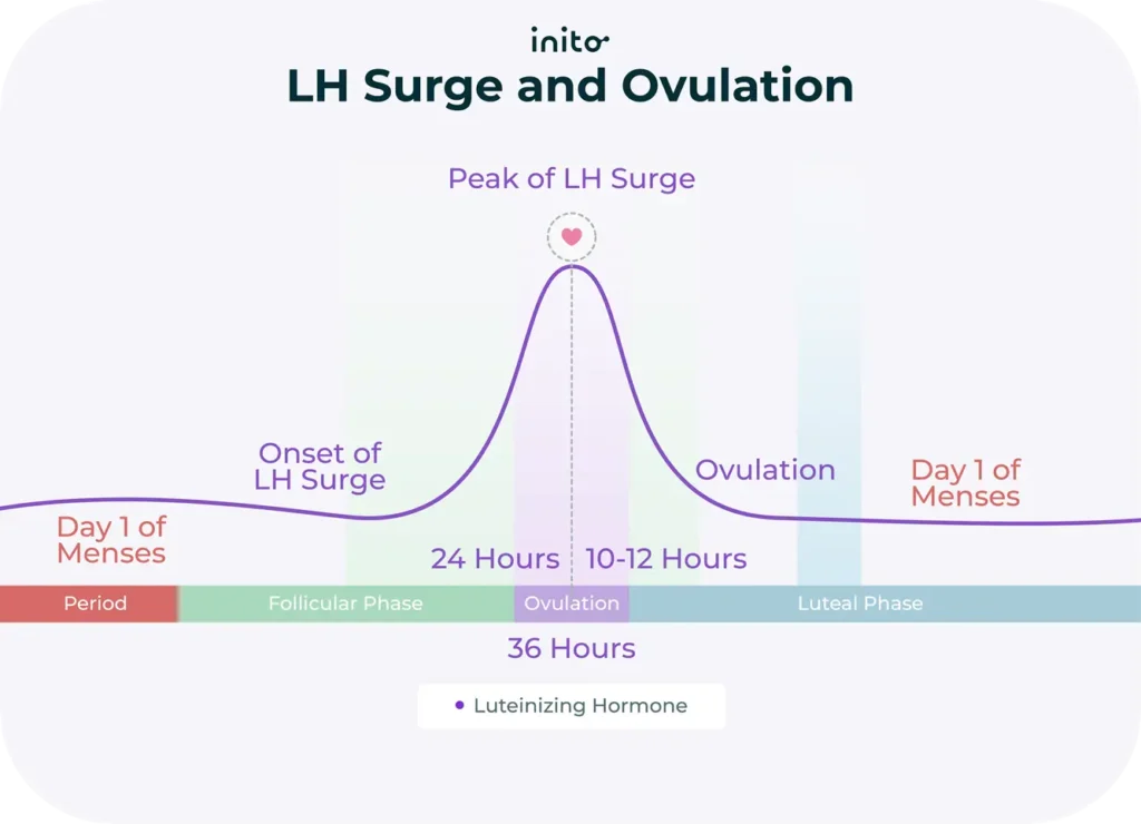 LH surge and ovulation