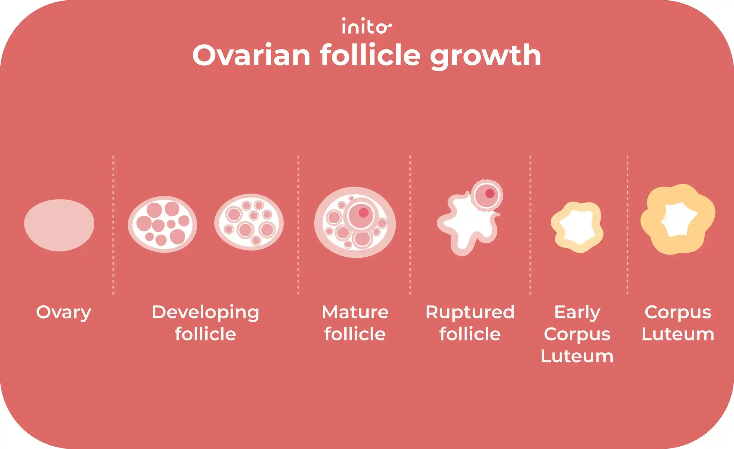 Ovarian follicle growth