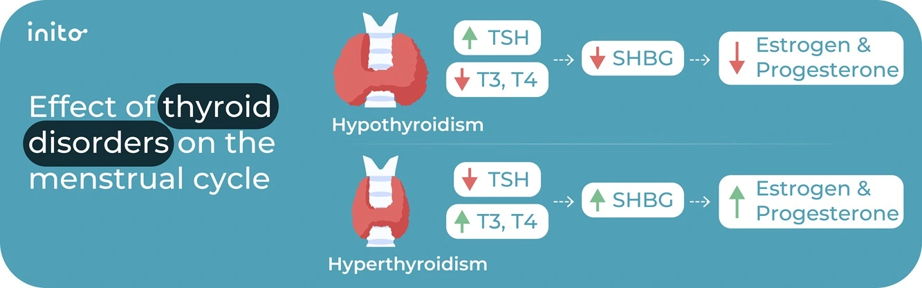 Effect of thyroid disorders on the menstrual cycle