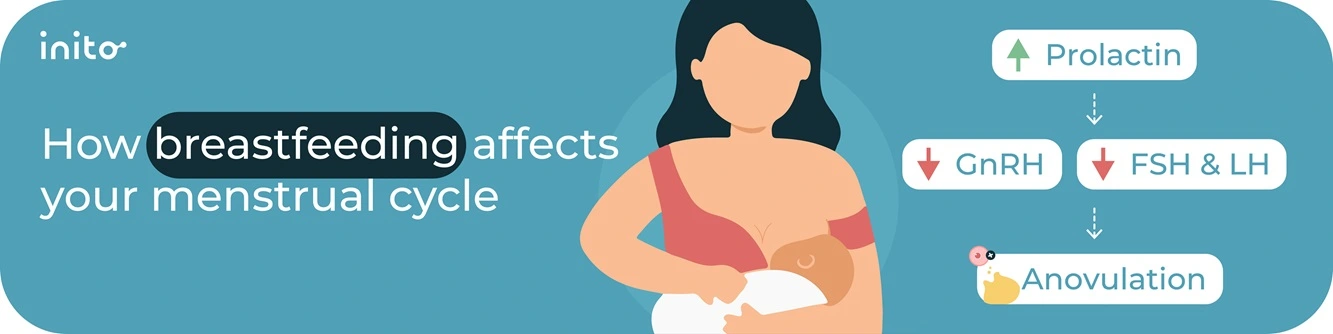 How breastfeeding affects your menstrual cycle