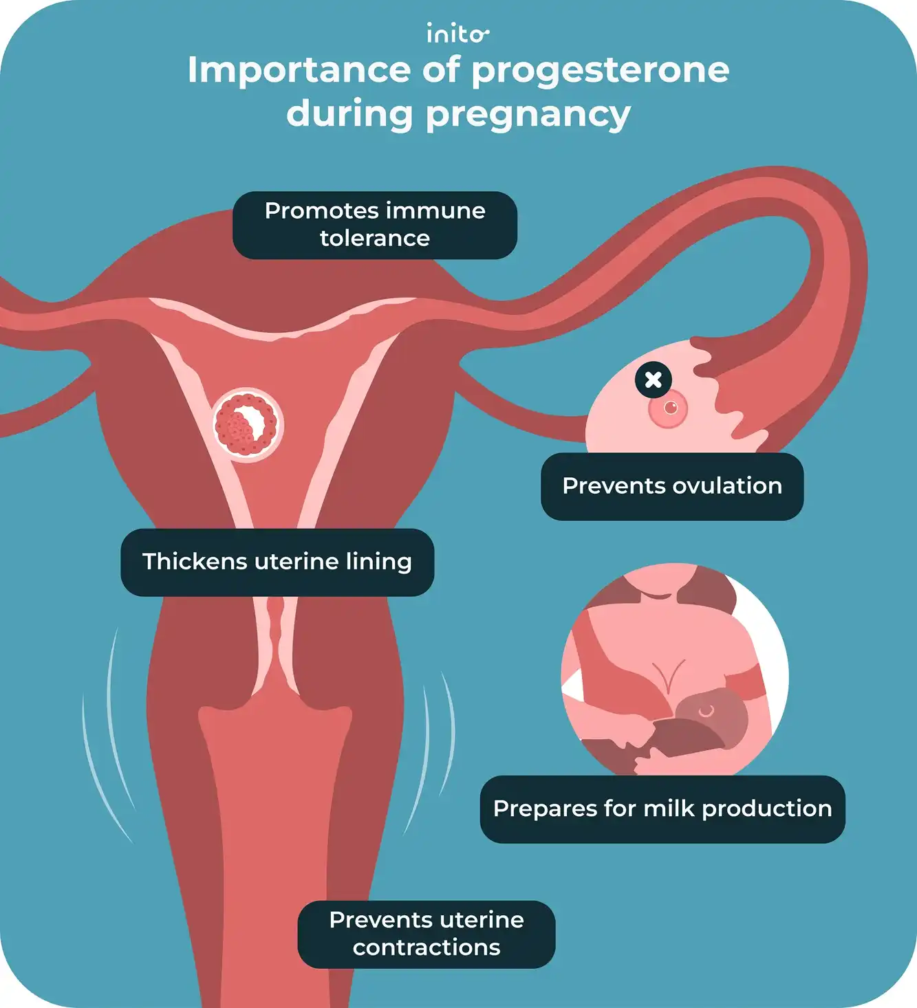 Importance of progesterone during pregnancy