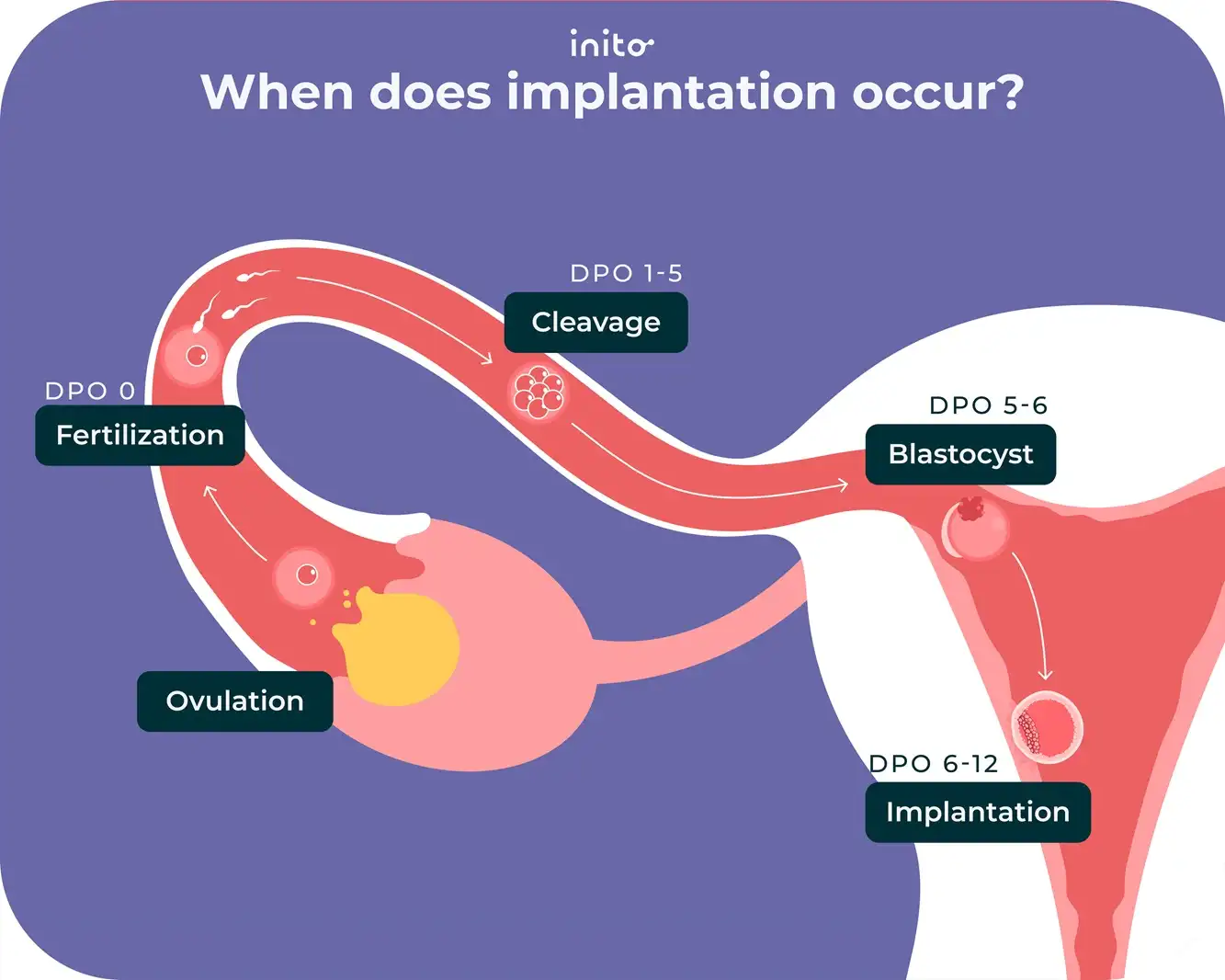 When does implantation occur