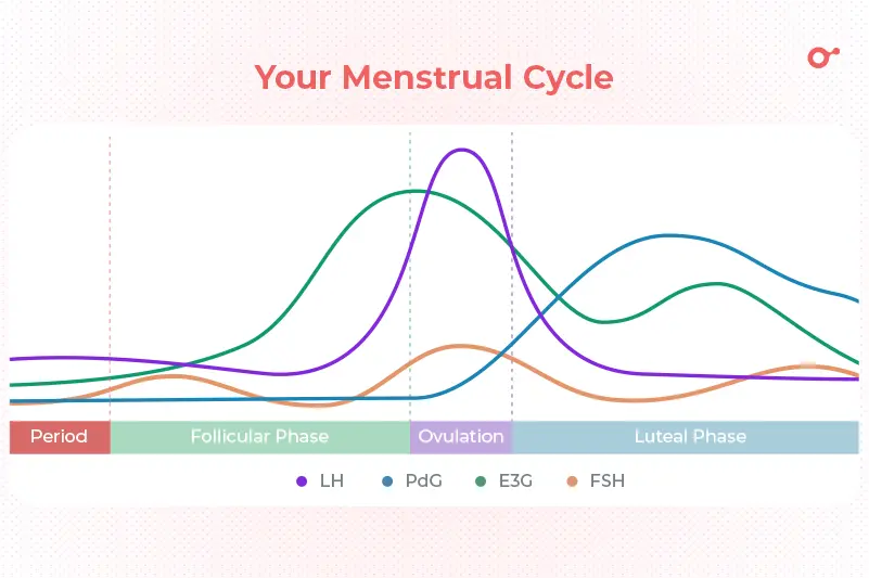 Your Menstrual Cycle