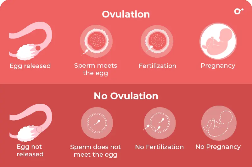 ovulation important