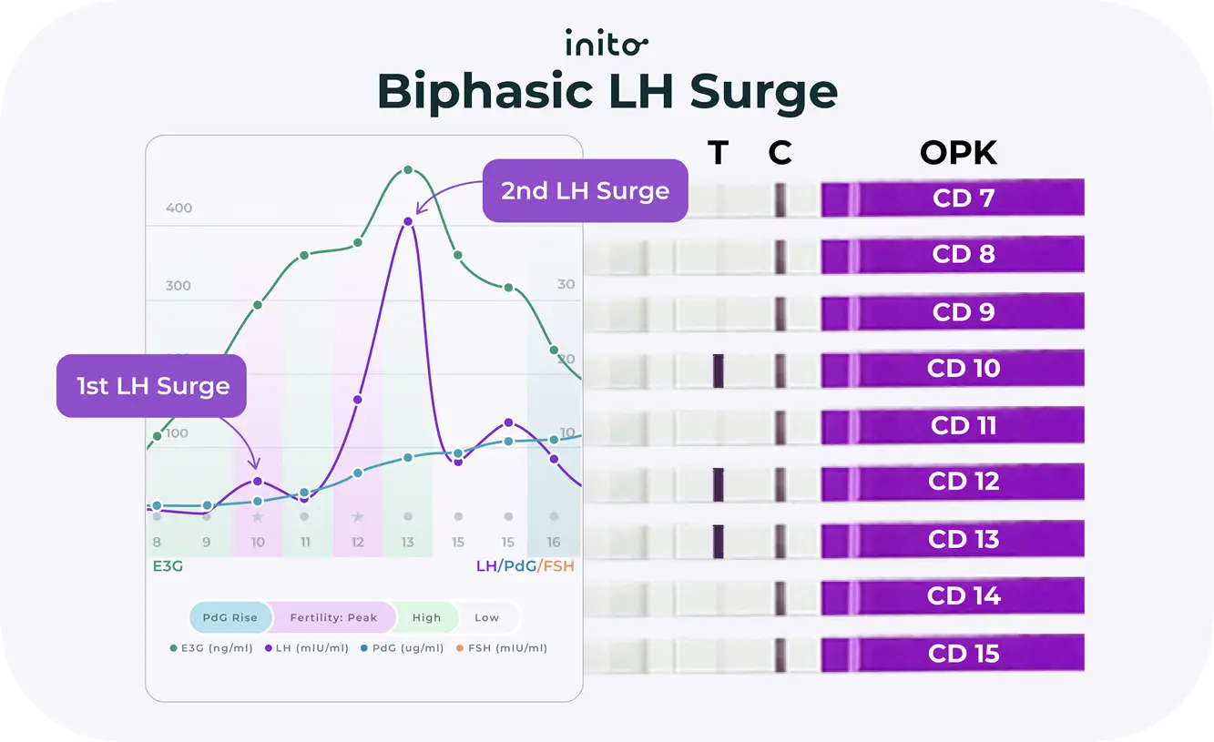 Biphasic LH Surge