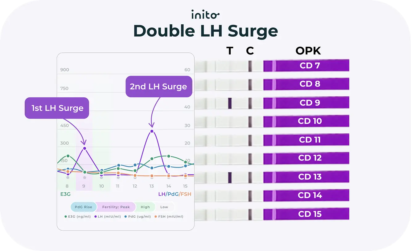 Double LH Surge