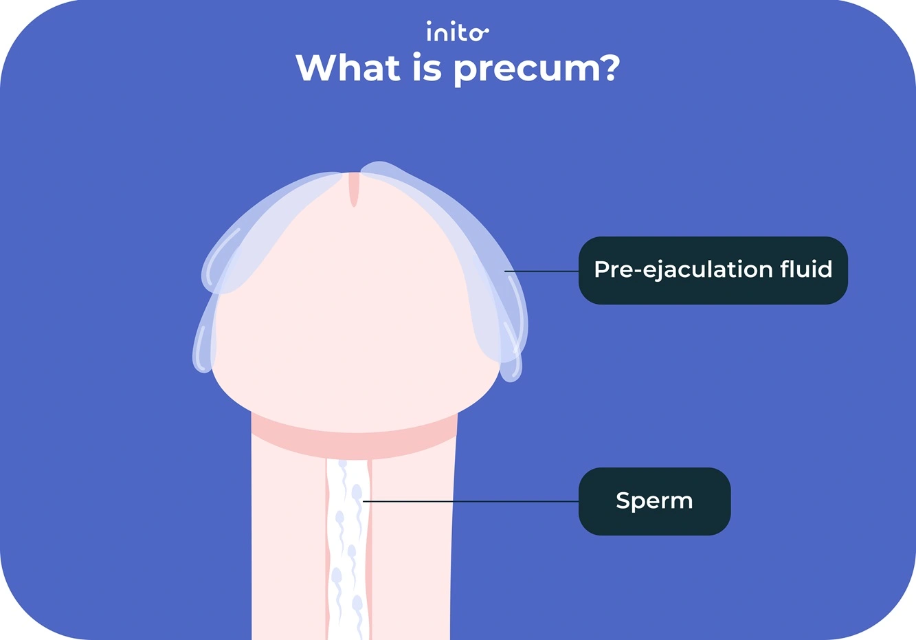 What is precum?